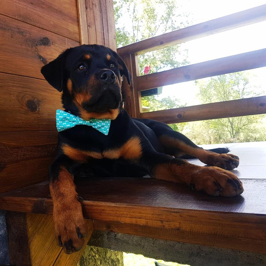 Drinska Laguna Banja Koviljača Zewnętrze zdjęcie